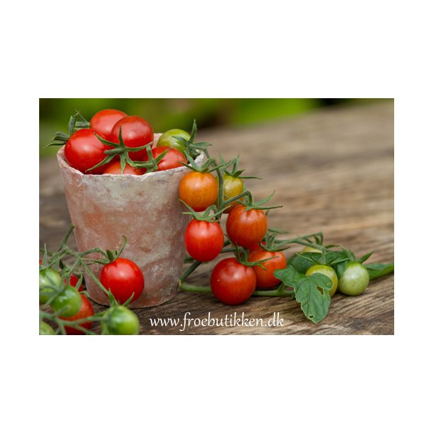 Tomat. Koralik. Solanum lycopersicum. kologisk. Fr