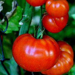 Tomat fr�. Marmande VR. Solanum lycopersicum. Ca. 30 �kologiske fr�.