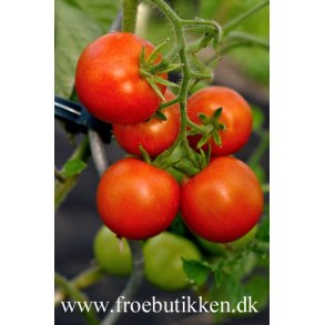 Tomat. Matina. Solanum lycopersicum. kologisk. Fr