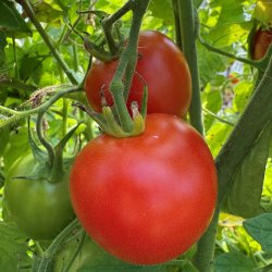 Tomat fr�. Moneymaker. Solanum lycopersicum.Ca. 10 Fr�