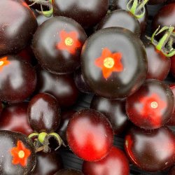 Tomat fr�. Nightshade. Solanum lycopersicum. F1. Ca. 5 Fr�