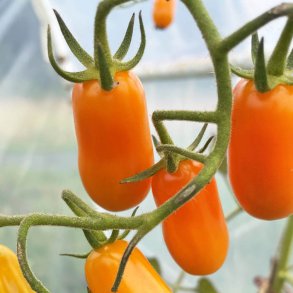 Tomat fr�. Ormato. Solanum lycopersicum. Ca. 6 �kologiske fr�