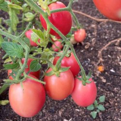 Tomat fr�. Pink Thai egg. Solanum lycopersicum. Ca. 10 Fr�