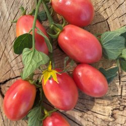 Tomat fr�. Pink Thai egg. Solanum lycopersicum. Ca. 10 Fr�