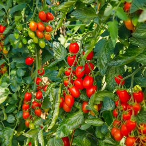 Tomat fr�. Roma VF. Solanum lycopersicum. Ca. 35 �kologiske fr�.