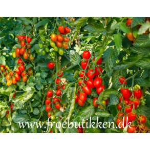 Tomat. Roma VF. Solanum lycopersicum. kologisk. Fr.