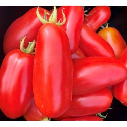 Tomat. San Marzano. Solanum lycopersicum. Fr.