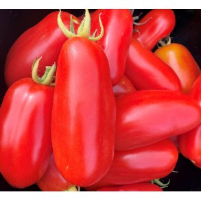 Tomat. San Marzano. Solanum lycopersicum. Fr.