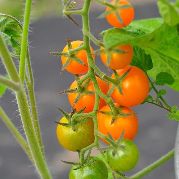 Tomat fr�. Sungold. Solanum lycopersicum. F1. Ca. 11 Fr�