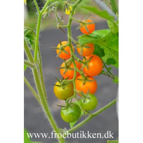 Tomat. Sungold. Solanum lycopersicum. F1. Fr