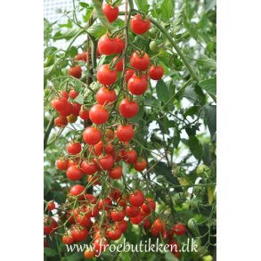 Tomat. Supersweet 100. Solanum lycopersicum. F1. Fr.