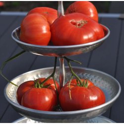 Tomat. Supersteak. Solanum lycopersicum. F1. Fr.