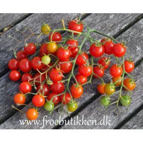 Tomat. Sweet baby. Solanum lycopersicum. Fr