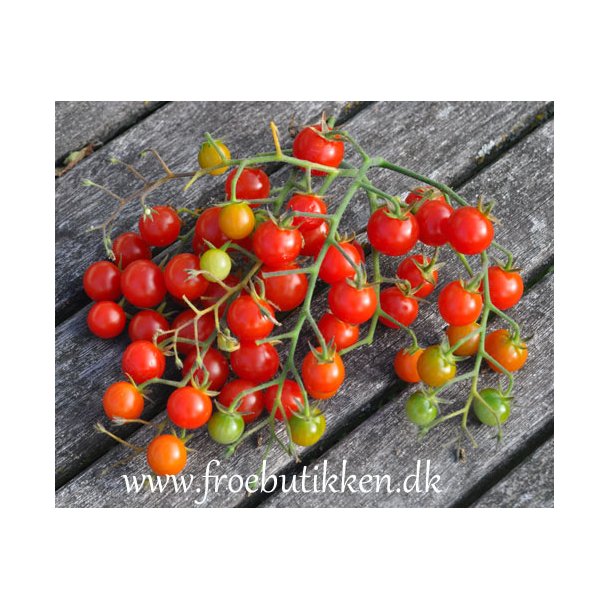 Tomat. Sweet baby. Solanum lycopersicum. Fr