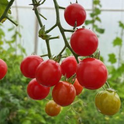 Tomat fr�. Sweetie. Solanum lycopersicum. Ca. 50 �kologiske fr�