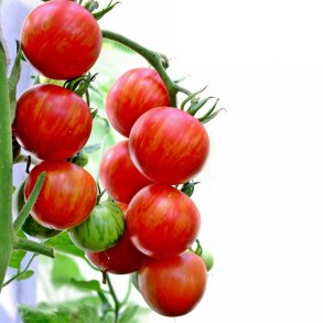 Tomat. Tigerella. Solanum lycopersicum. Fr.