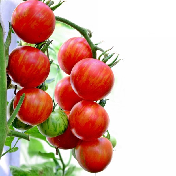 Tomat fr�. Tigerella. Solanum lycopersicum. Ca. 10 Fr�.