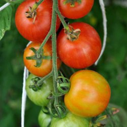 Tomat fr�. Tigerella. Solanum lycopersicum. Ca. 10 Fr�.