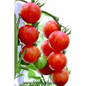 Tomat. Tigerella. Solanum lycopersicum. Fr.