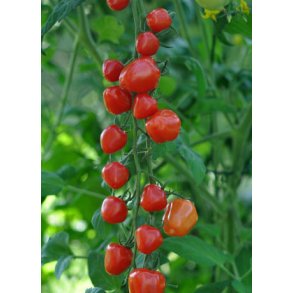 Tomat. Gardenberry. Solanum lycopersicum. F1. Fr