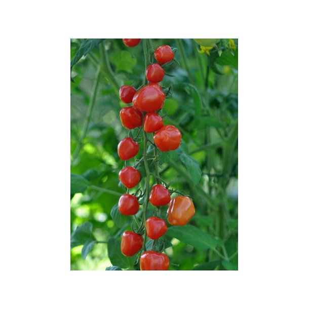 Tomat. Gardenberry. Solanum lycopersicum. F1. Fr
