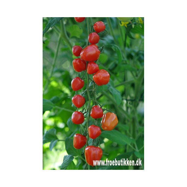 Tomat. Gardenberry. F1.  ID1890-9003. Frø