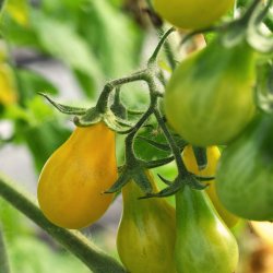Tomat fr�. Yellow pearshaped. Solanum lycopersicum. Ca. 12 Fr�