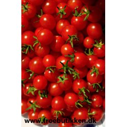 Tomat. Hundreds &amp; thousands. Solanum lycopersicum. Fr.