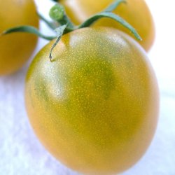 Tomat fr�. Green grape. Solanum lycopersicum. Ca. 10 Fr�