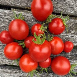 Tomat fr�. Matina. Solanum lycopersicum. Ca. 30 �kologiske fr�