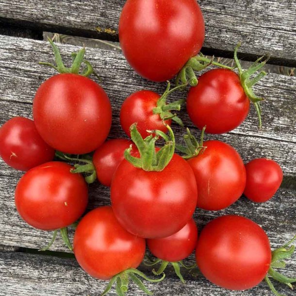 Tomat fr�. Matina. Solanum lycopersicum. Ca. 30 �kologiske fr�