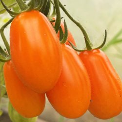 Tomat fr�. Ormato. Solanum lycopersicum. Ca. 6 �kologiske fr�