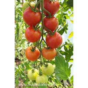 Tomat. Agent. Solanum lycopersicum. F1. Fr