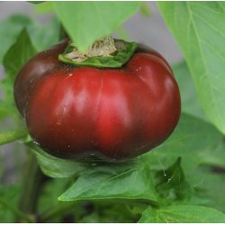 Peber. Topepo rosso. Capsicum annuum. Fr.