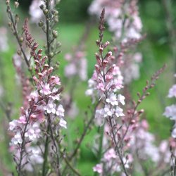 Torskemund fr�. Canon J. Went. Linaria purpurea. Ca.1450 Fr�