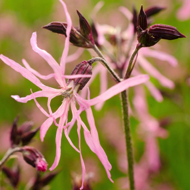 Tr�vlekrone fr�. Lychnis flos-coculi. Ca. 2300 Fr�