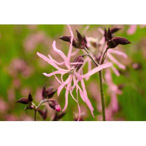 Trvlekrone. Lychnis flos-coculi. Fr