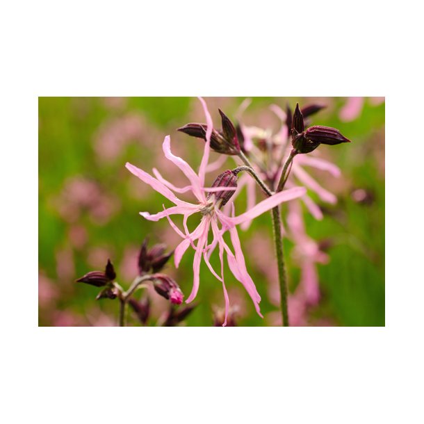 Trvlekrone. Lychnis flos-coculi. Fr
