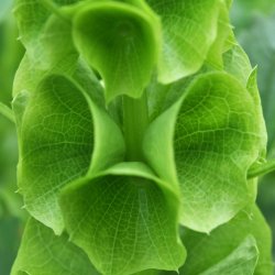 Tragtb�ger fr�. Moluccella laevis. Ca. 120 Fr�.