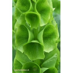 Tragtbger. Moluccella laevis. Fr.