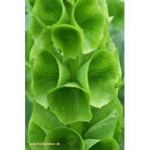 Tragtbger. Moluccella laevis. Fr.