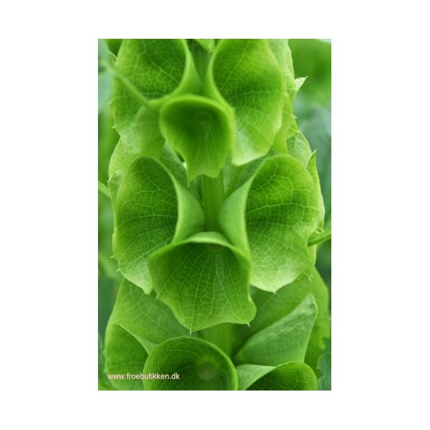 Tragtbger. Moluccella laevis. Fr.
