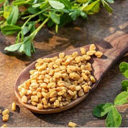 Bukkehorn. Trigonella foenum-graecum. Fr