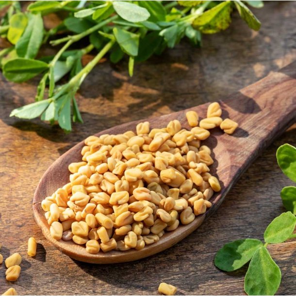 Bukkehorn. Trigonella foenum-graecum. Fr