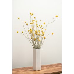 Trommestik. Craspedia globosa. Fr