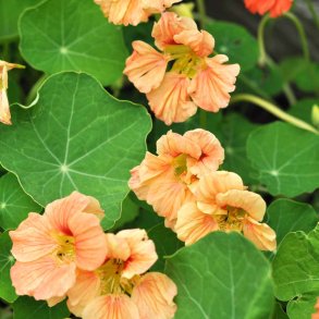 Blomsterkarse fr�. Apricot. Tropaeolum nanum. Ca. 80 Fr�