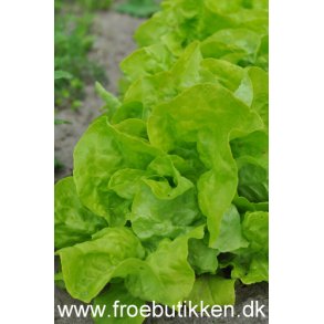Salat. Twellose gele. Butterhead. Lactuca sativa. kologisk Fr