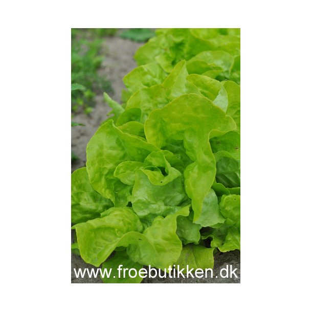 Salat. Twellose gele. Butterhead. Lactuca sativa. kologisk Fr