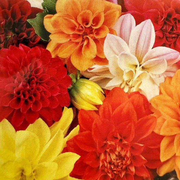 Georginer fr�. Unwins hybrids. Ca. 90 Fr�.