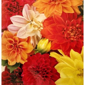 Georginer. Unwins hybrids. Fr.